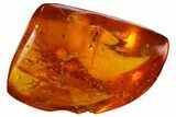 Fossil Spider (Araneae) in Baltic Amber #128352-1